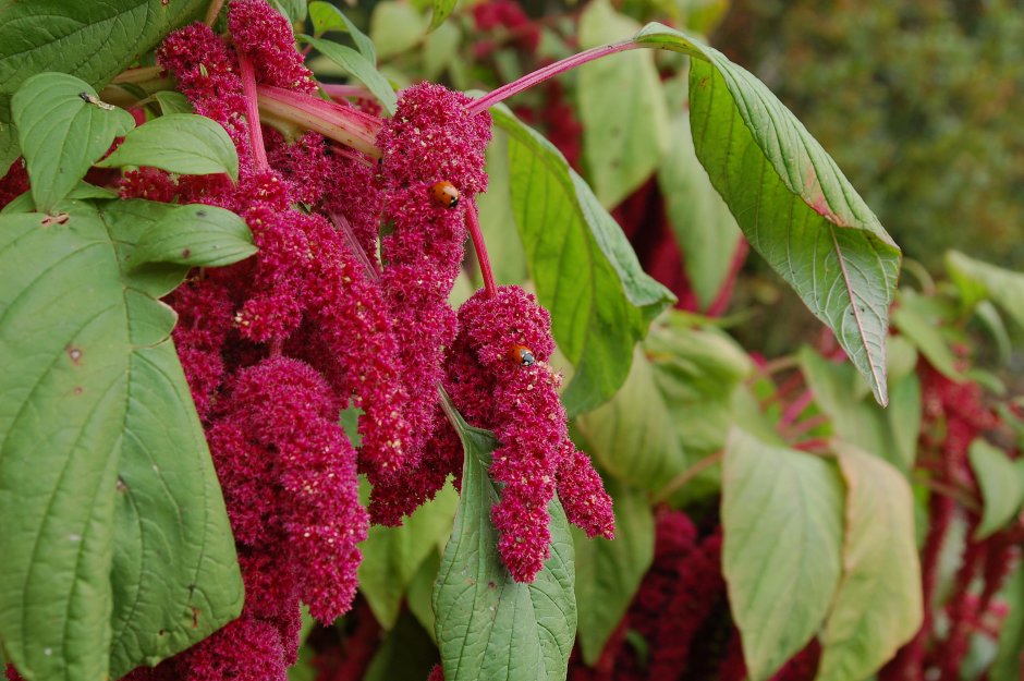 Амарант хвостатый (Amaranthus caudatus)