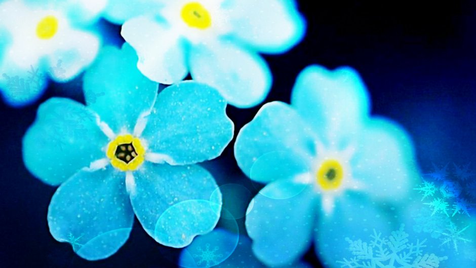 Шикарные голубые цветы