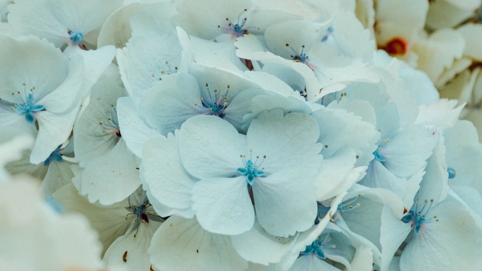 Цветы Флоксы голубые