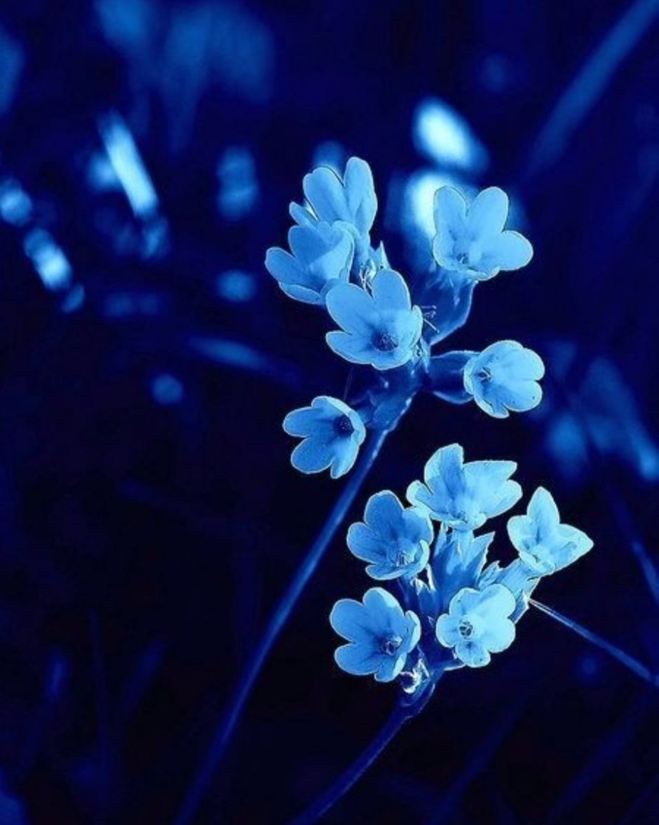 Hydrangea Blue синяя гортензия