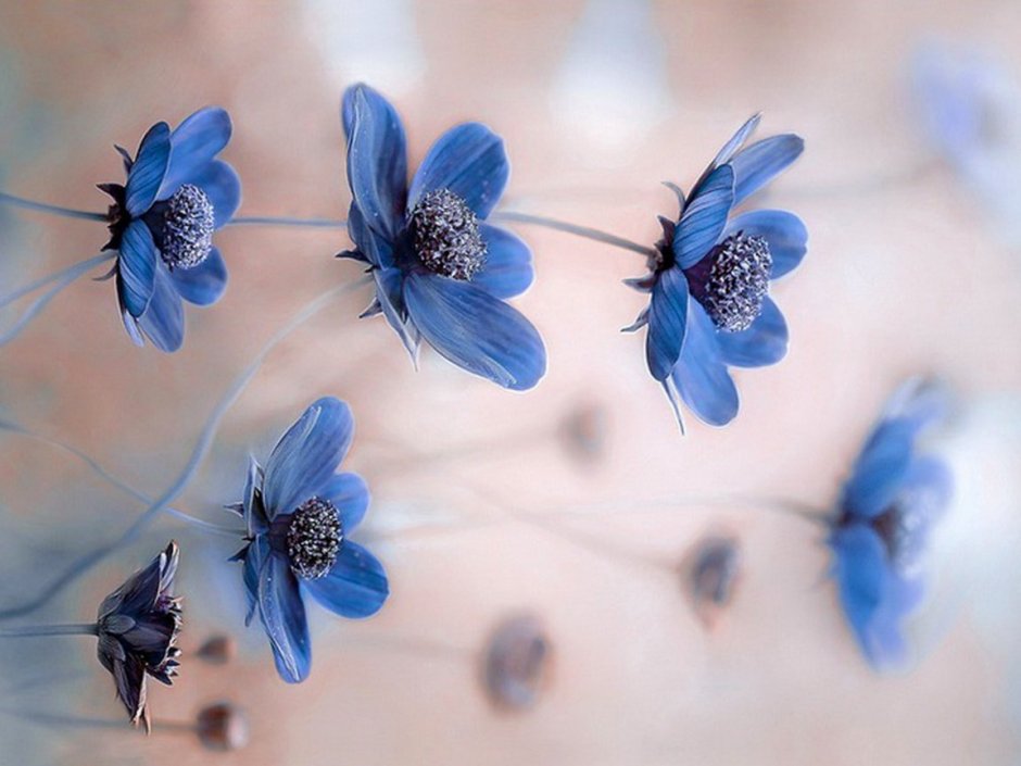 Голубые цветы для инстаграмма