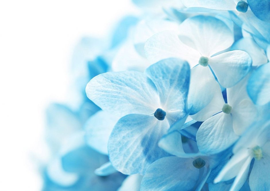 Сине белые цветы