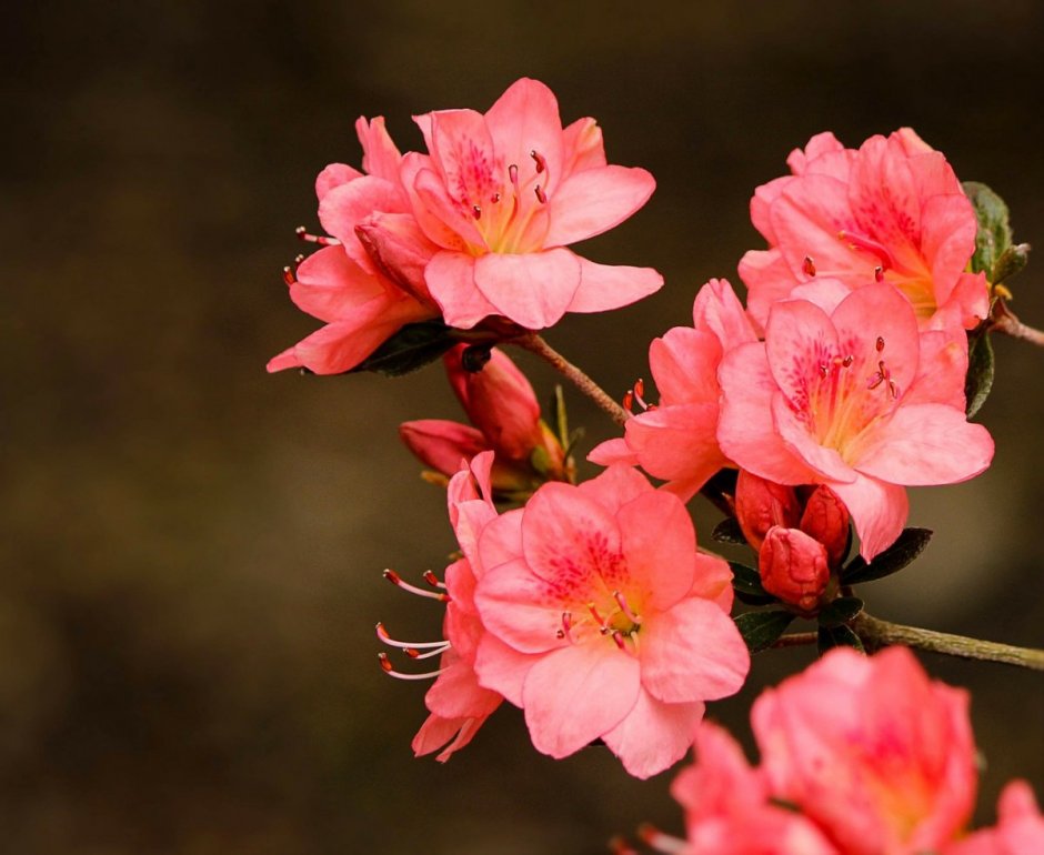 Цветок рододендрон Азалия