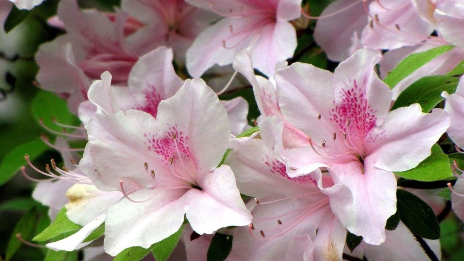 Азалия/рододендрон (Rhododendron Alfred c4)