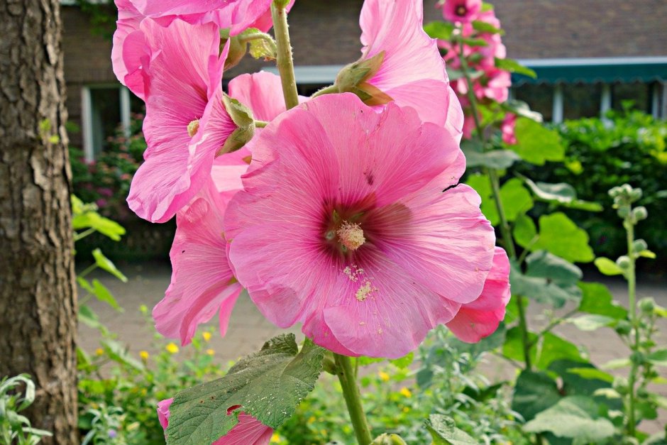 Hollyhock Мальва