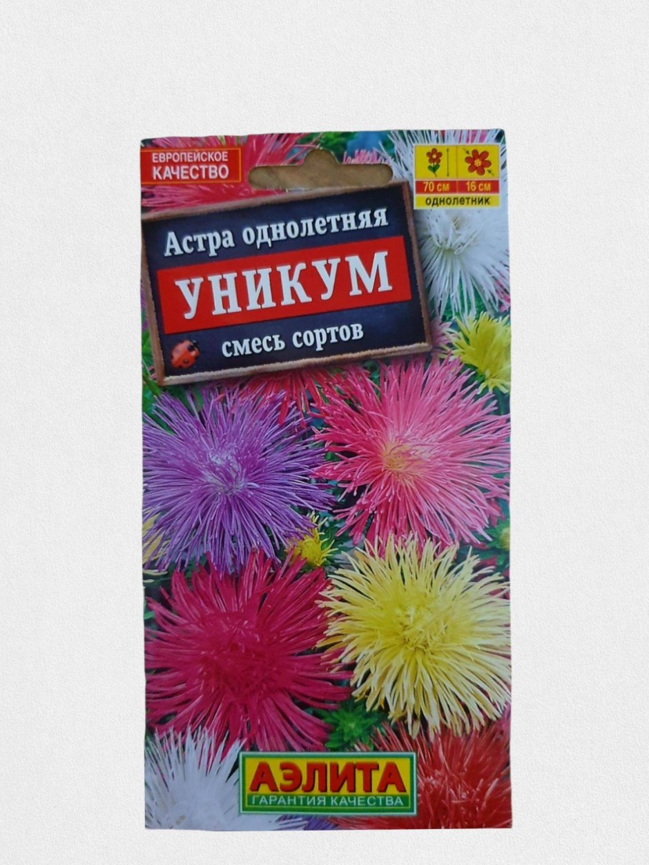 Астра игольчатая Уникум