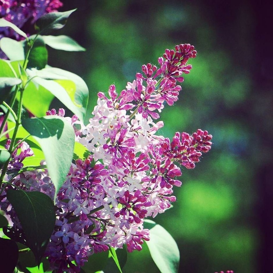 Lilac Bush Floorfilla