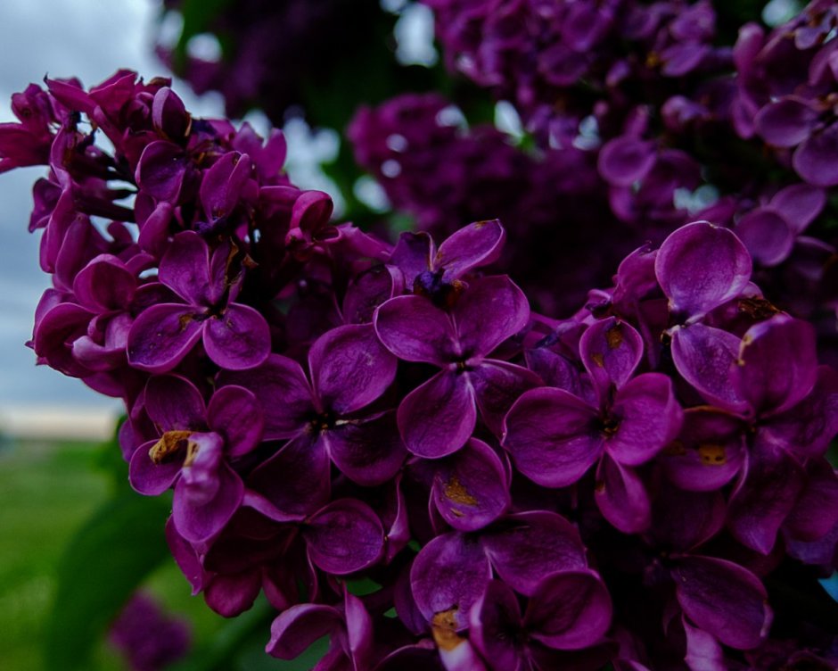 Сирень Персидская — Syringa persica l.