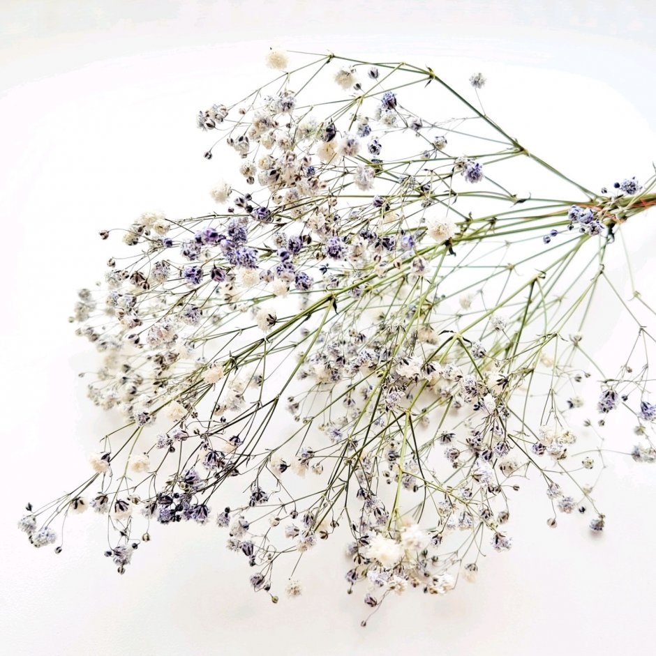 Gypsophila uralensis гербарий