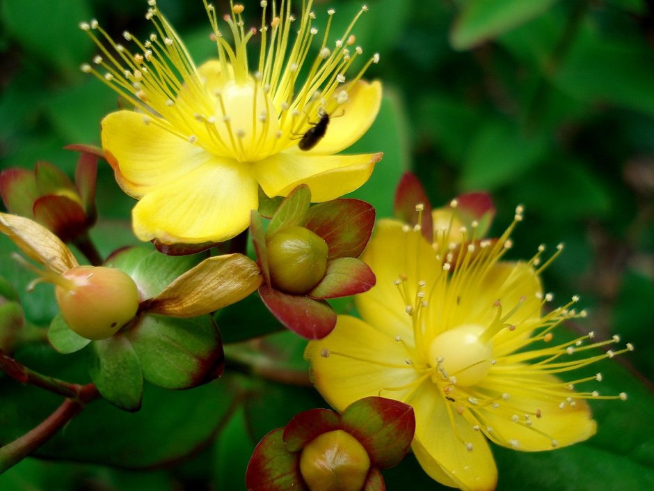 Цветковые растения желтого цвета