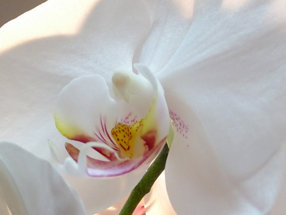 Белая Орхидея Даная