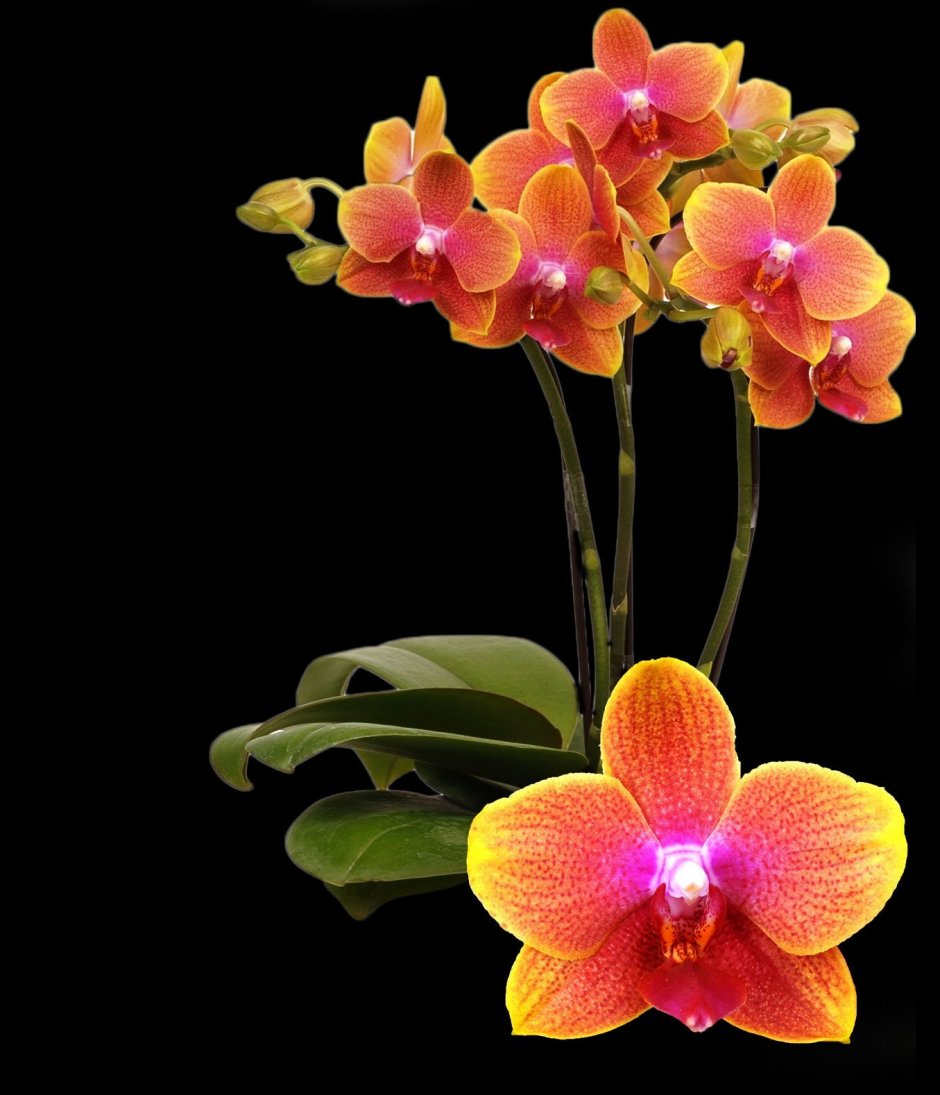 Орхидея фаленопсис Сара Голд
