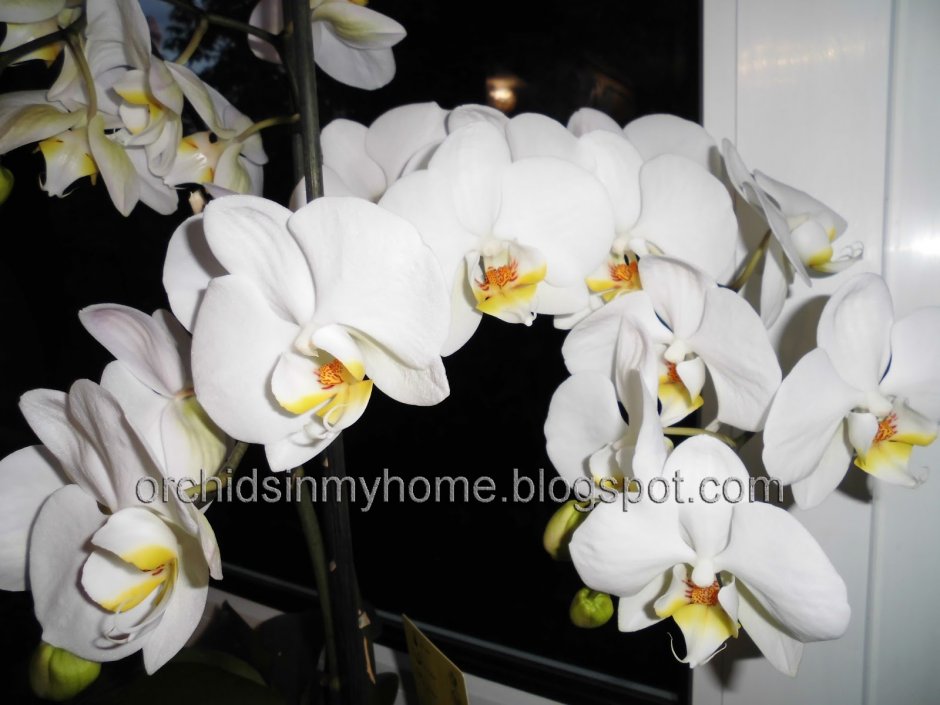 Phal. Dame Blanche Орхидея