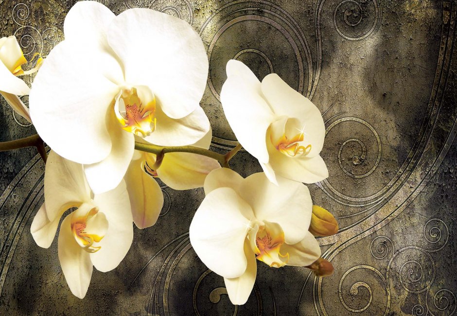 Орхидея на коричневом фоне