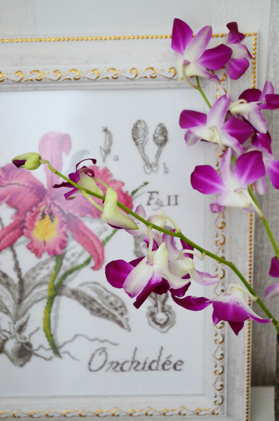 Орхидея сара бланш