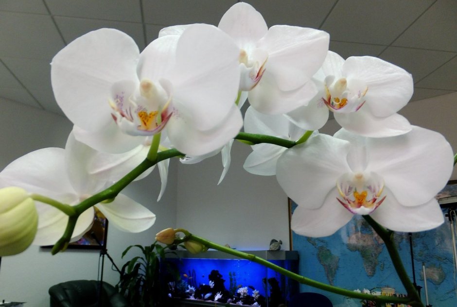 Орхидея фаленопсис белый 12/55