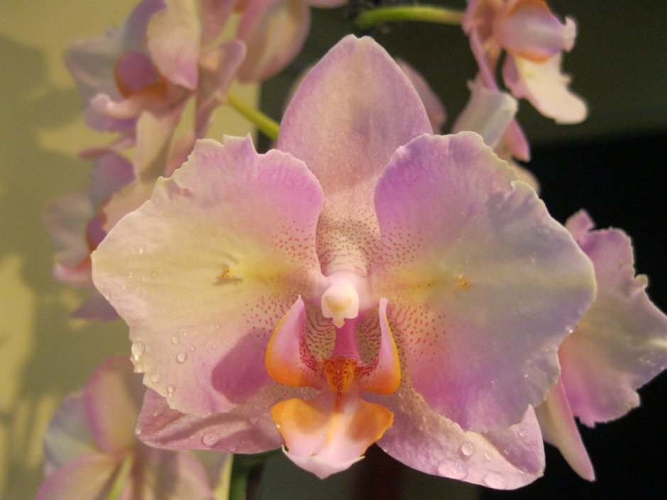 Орхидея Phalaenopsis Manila