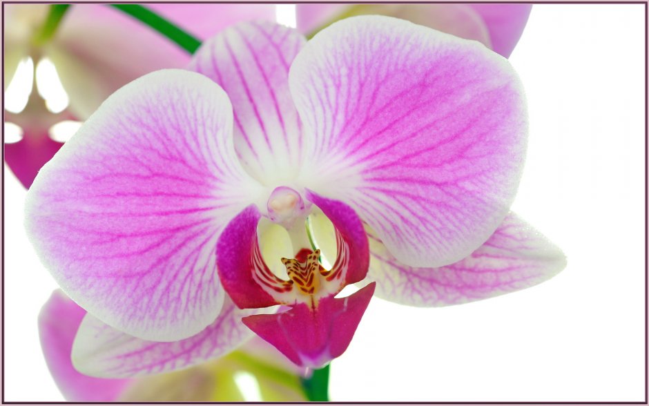 Phalaenopsis Queens Kizz - орхидеи