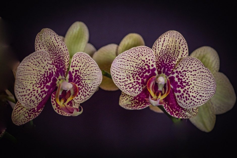 Орхидея Phalaenopsis Manila