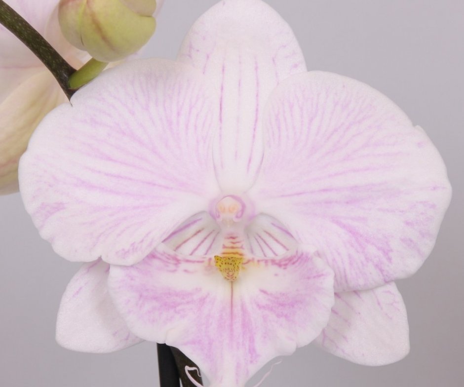 Орхидея фаленопсис Goodhope