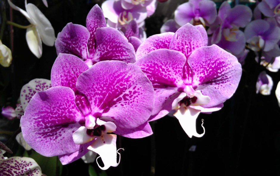 Орхидея Phalaenopsis Narbonne