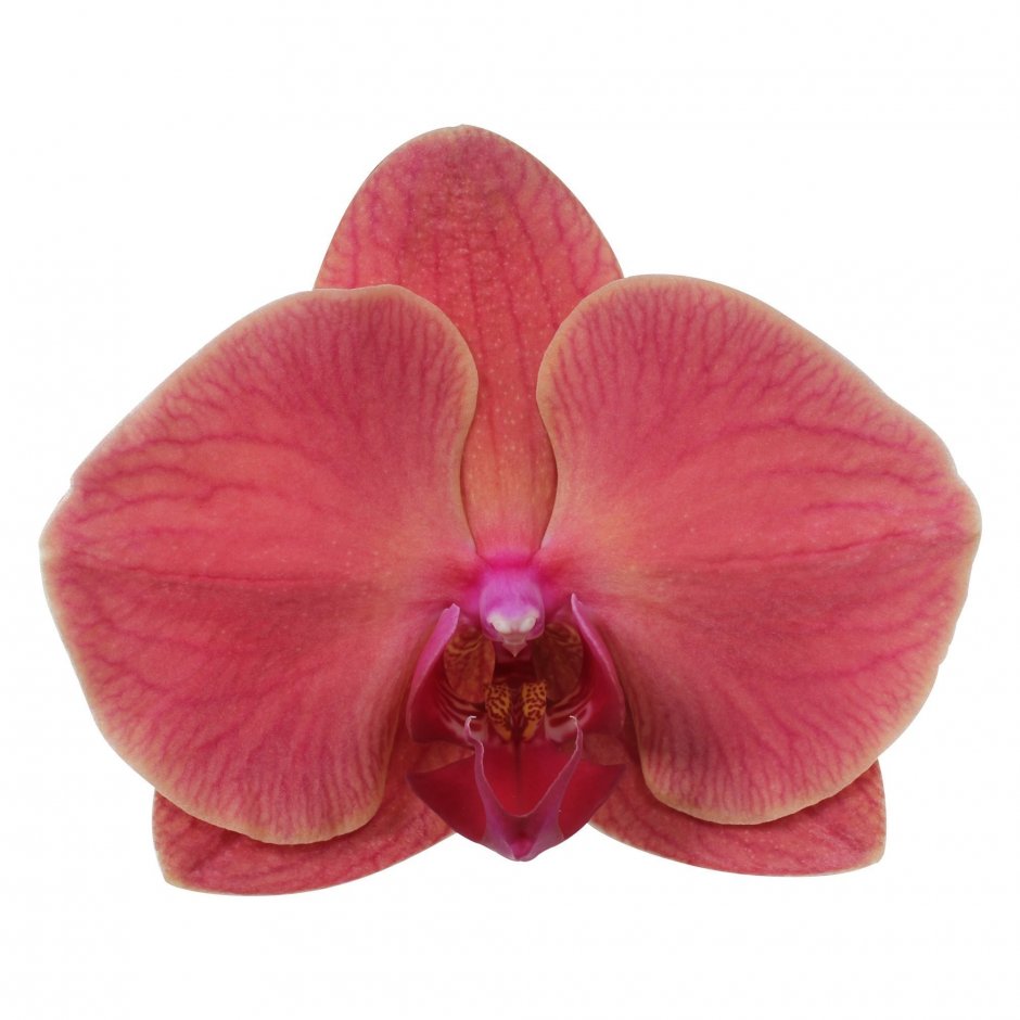 Азиан коралл Орхидея фаленопсис