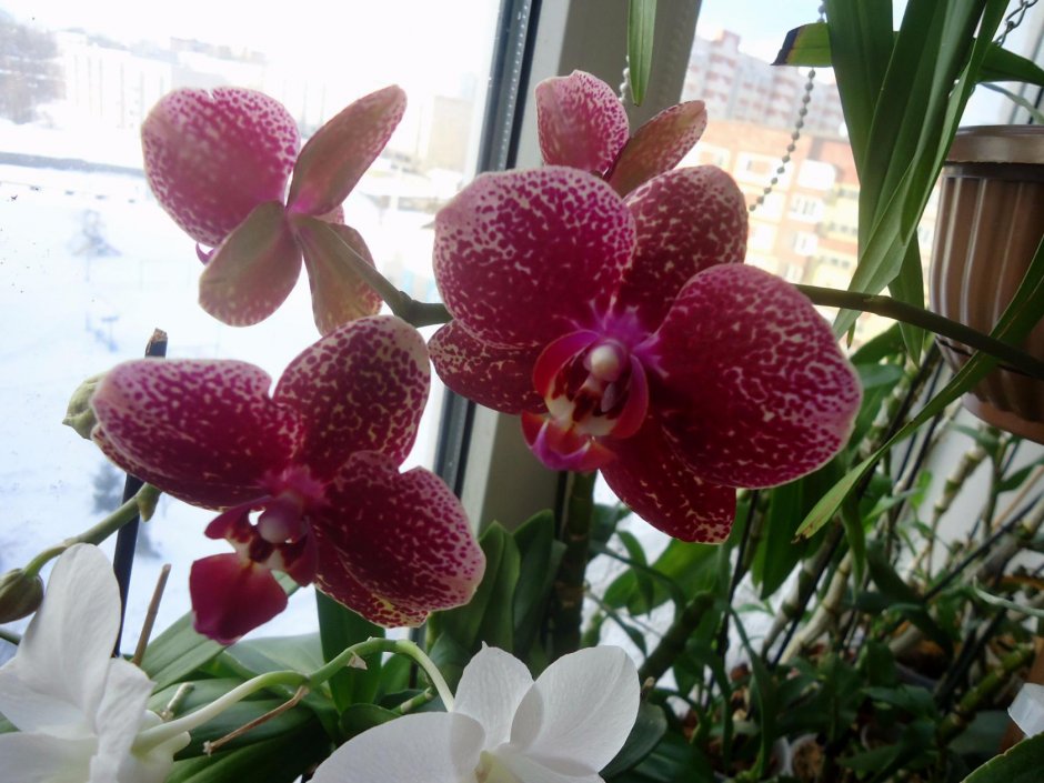 Орхидея Phalaenopsis Compilation