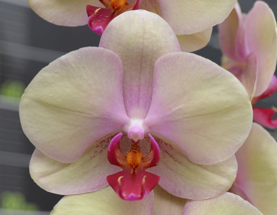 Орхидея Морелия