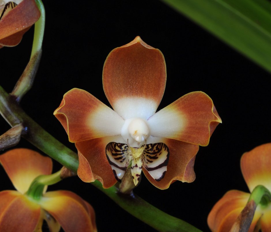 Бутон орхидеи из полимерной глины