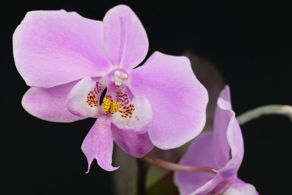 Орхидея фаленопсис Chian Xen Pearl