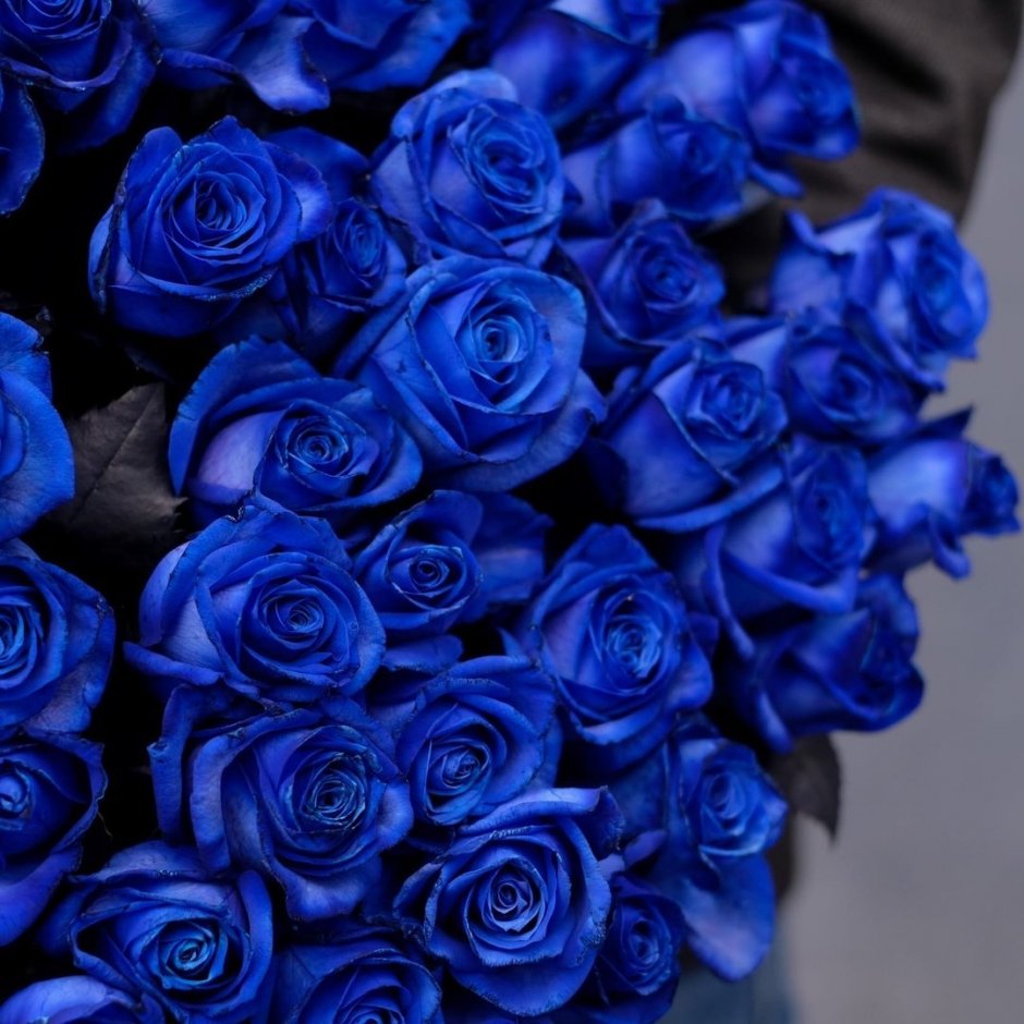 Роза синяя Мондиаль
