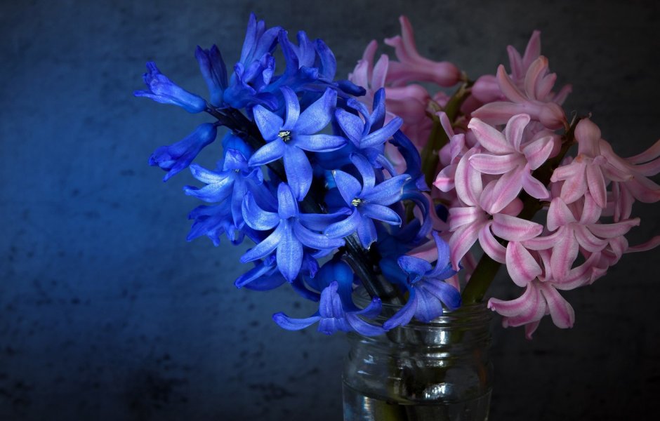 Гиацинт цветок голубой стинсий