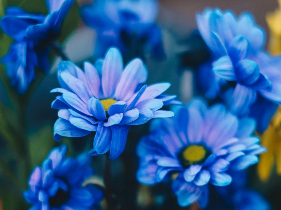 Красивые голубые обои на тему цветы на статус