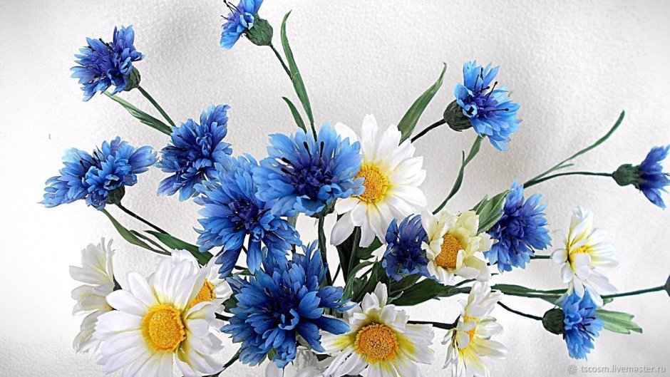 Фон синие цветы полевые