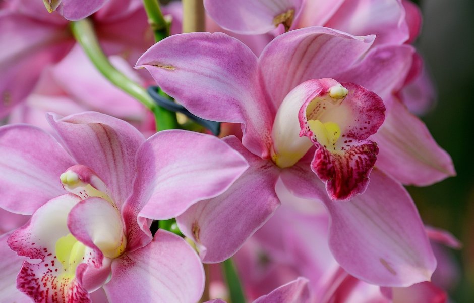 Орхидея Cymbidium