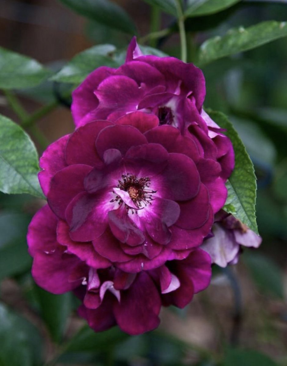Роза Пасадена флорибунда