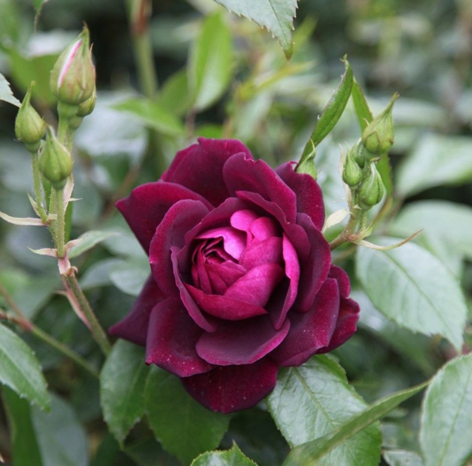 Роза чайно-гибридная бургунди айс