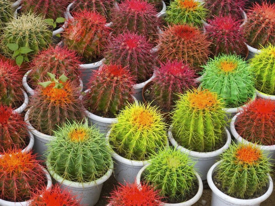 Бывают ли разноцветные кактусы