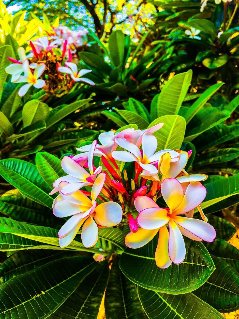 Цветок Плюмерия Гавайи