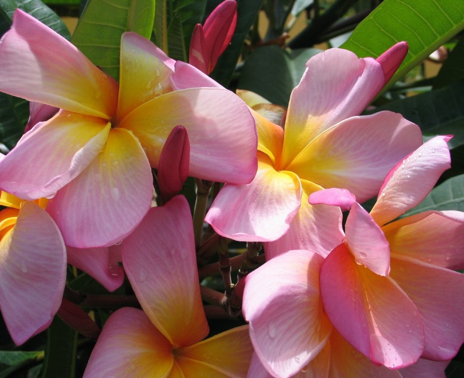 Национальный цветок Гавайи