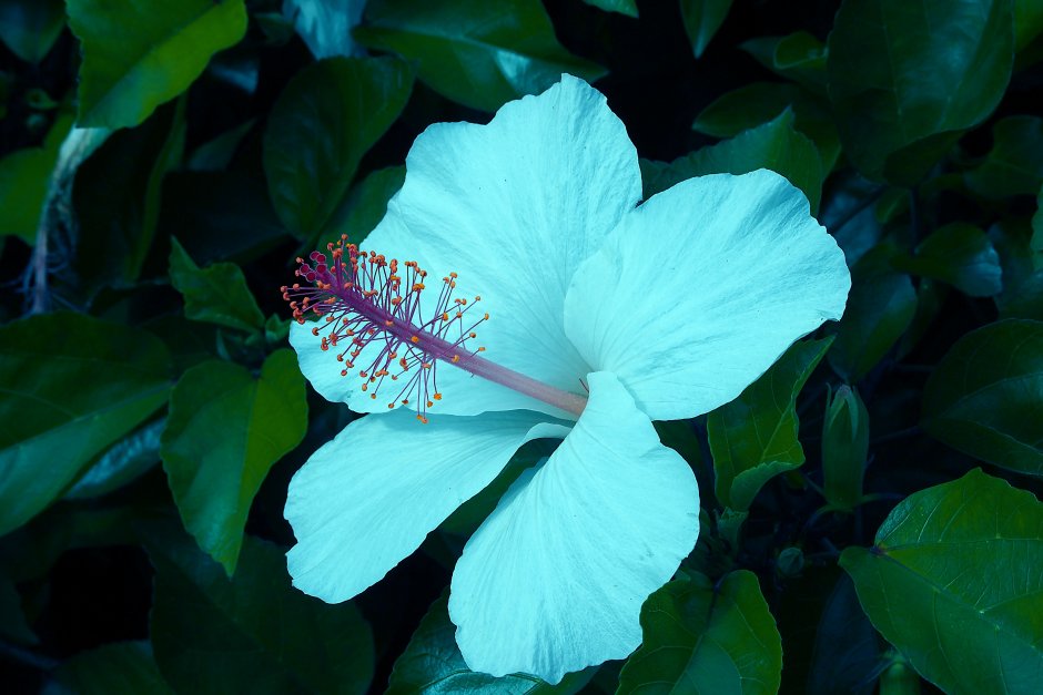 Цветок гибискус синий