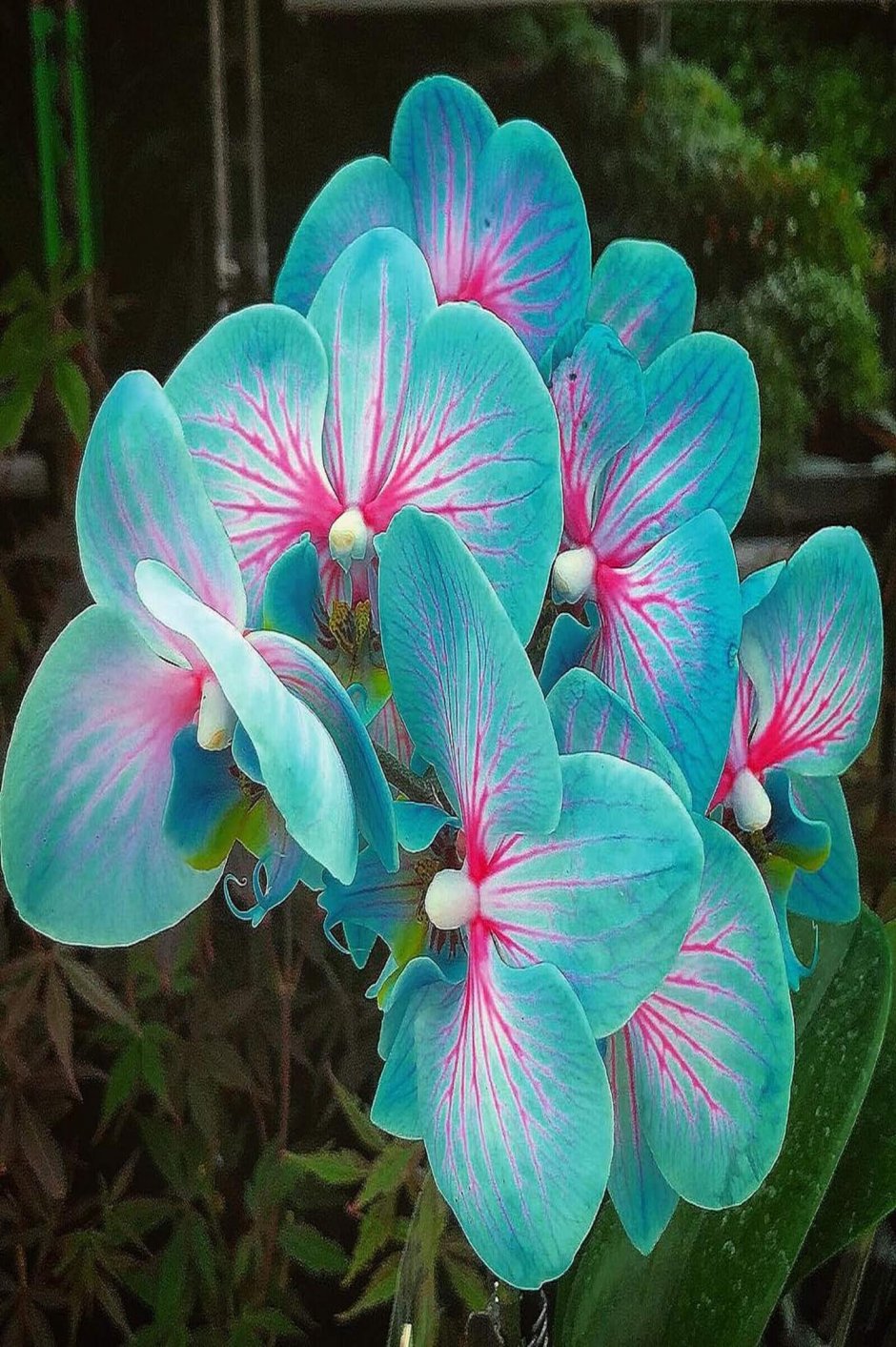 Необычные тропические цветы