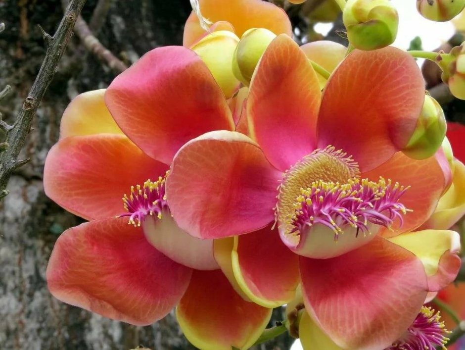 Couroupita guianensis цветок