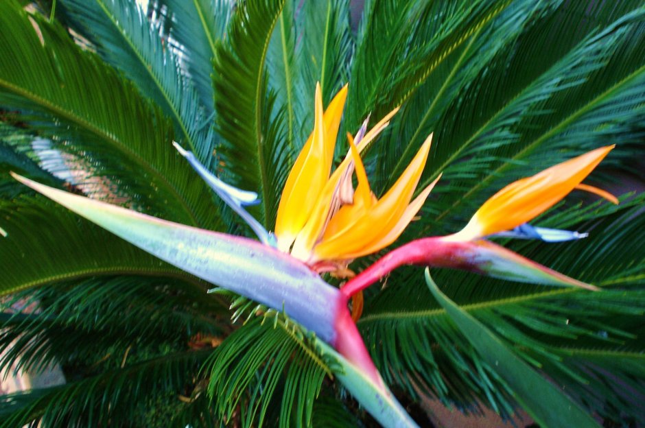 Райского цветка - Nelumbonaceae