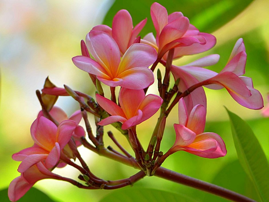 Сейшельские цветы Плюмерия
