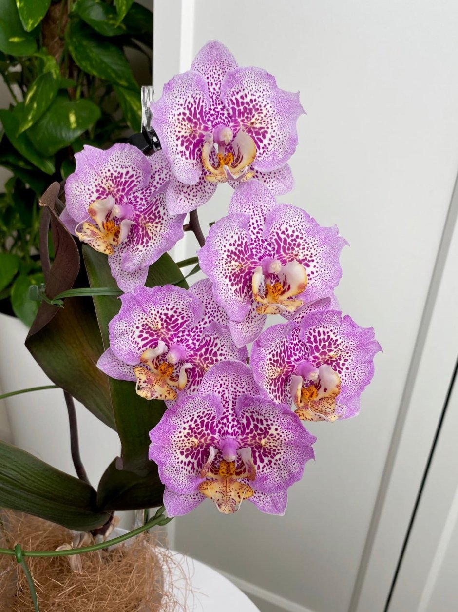 Sogo Diamond HLW Орхидея