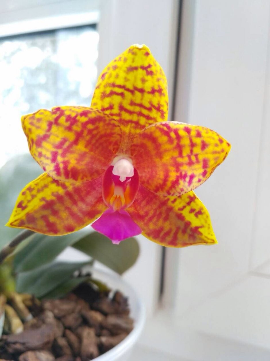 Орхидея Sogo Pride