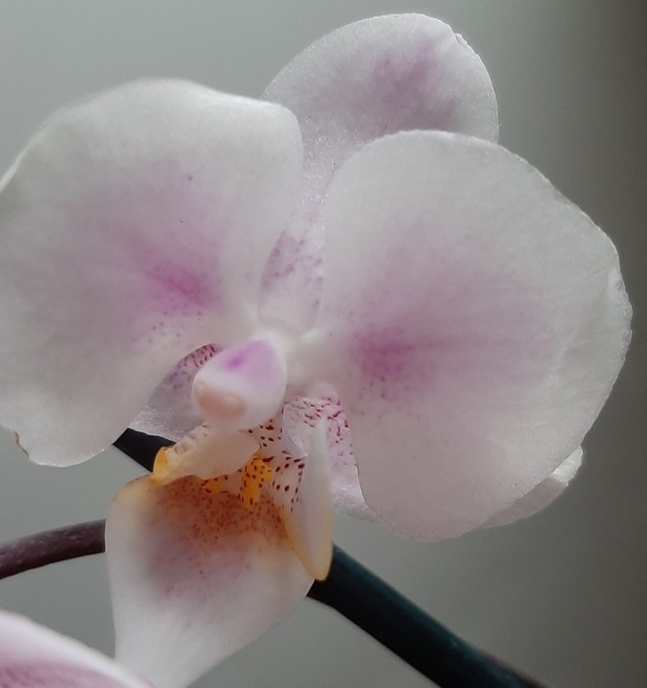 Орхидея мини Сого