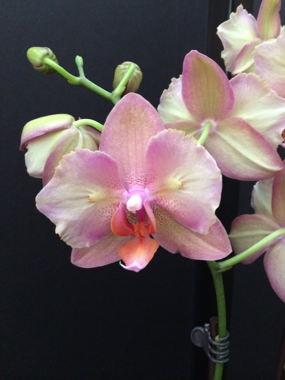 Орхидея Sogo Perfume
