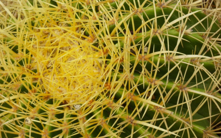 Круглый Кактус с ярко желтыми иголками